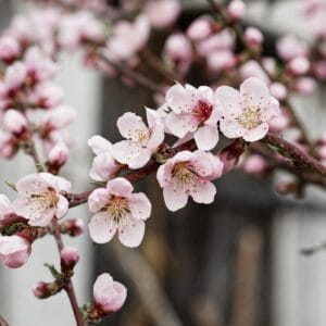 Blossoming Nectarine