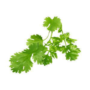 coriander