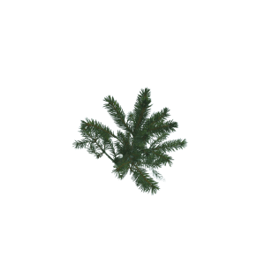 fir balsam