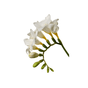 freesia