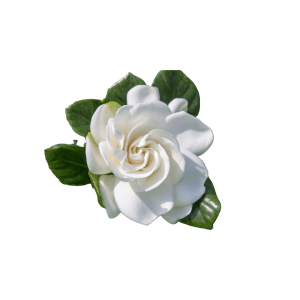 gardenia