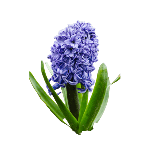 hyacinth