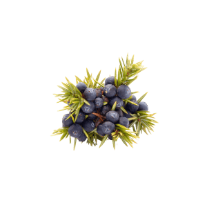 juniper berries