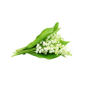 lily of the valley