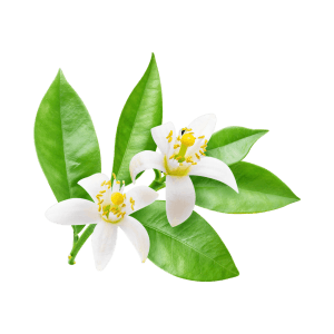 neroli