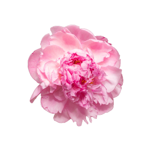 peony