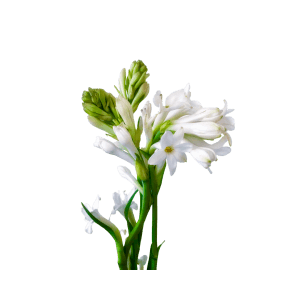 tuberose